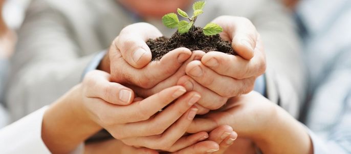 Hände die von anderen Händen gehalten werden, welche eine Pflanze halten.